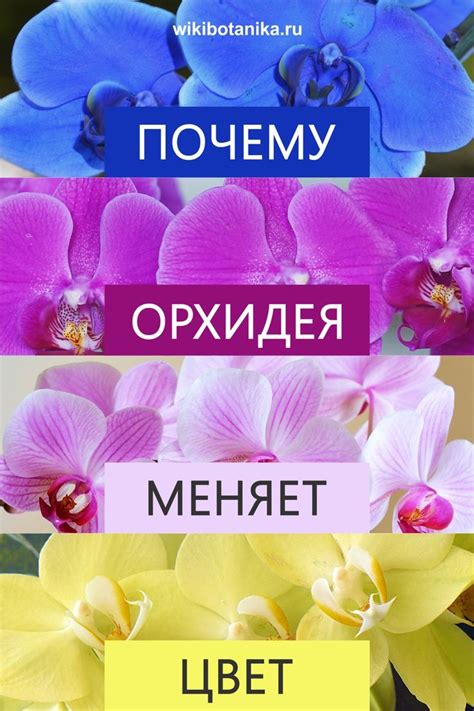Почему орхидея меняет цвет | Орхидея, Цветы, Комнатные растения