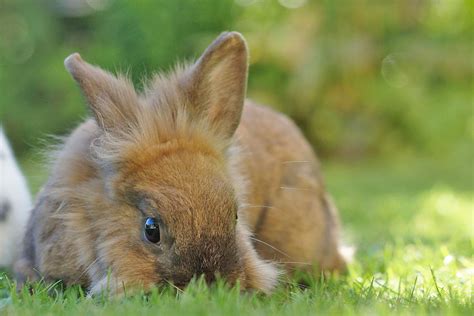 L Wenkopfkaninchen Alle Infos Im Rasseportr T