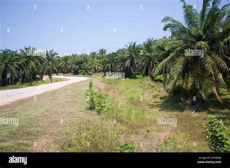 Palm Oil Plantation Hi Res Stock Photography And Images Alamy