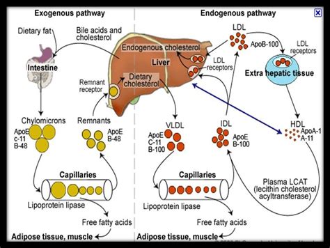 Lipid Metabolism Pathway Diagram