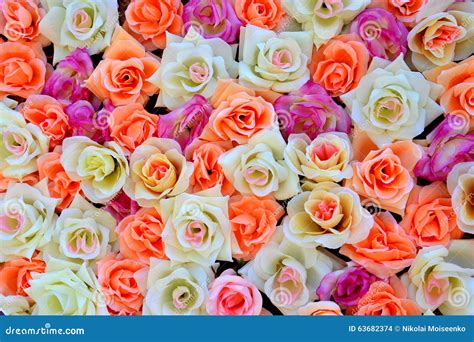 Fundo De Rosas Coloridas Foto De Stock Imagem De Valentina