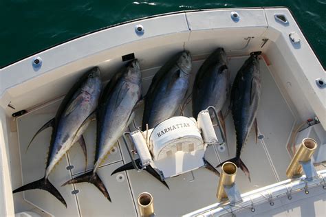 Photos - Atlantic Fishing Charter / AFC