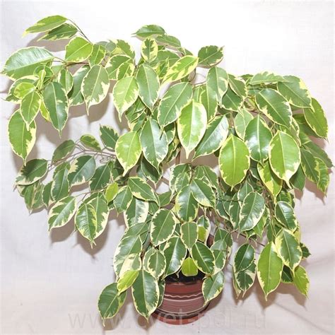 Фикус бенджамина Голден Кинг (Ficus benjamina Golden King): купить, цена