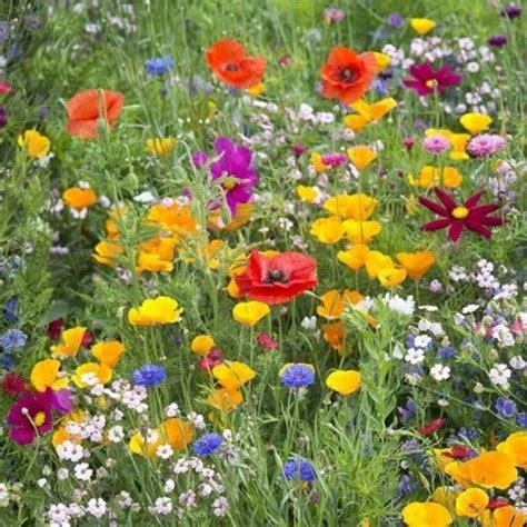 Mix Pure Premium Wildflower Mix For Acidic Clay Soils Grass Seed