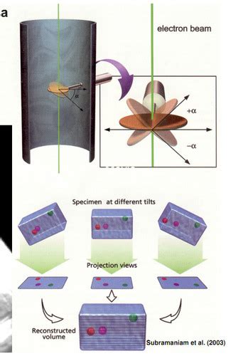 Imaging Modalities Flashcards Quizlet