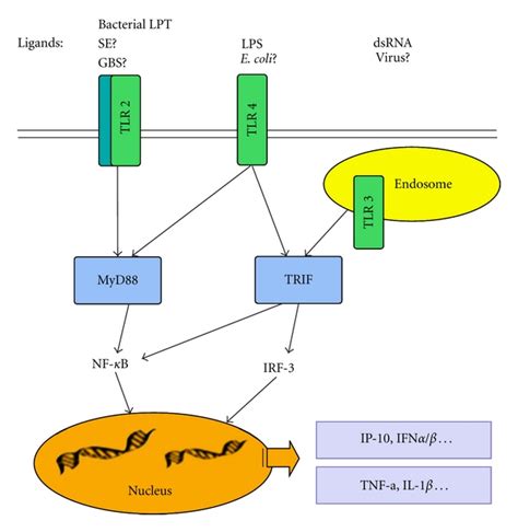 Diagram Outlining Infectious Agents TLRs And Major Signaling