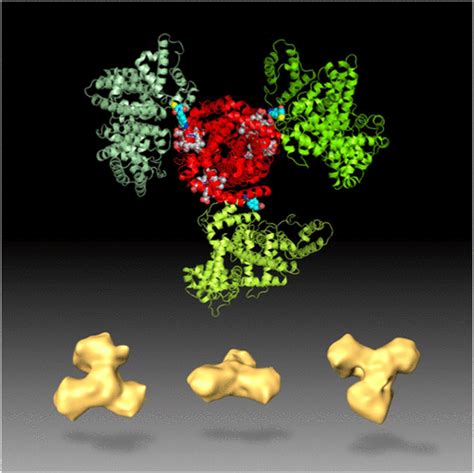 Structural Insights Into A HemoglobinAlbumin Cluster In Aqueous Medium