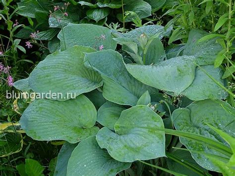 Хоста Брессингем Блю (Bressingham Blue) купить в blumgarden.ru