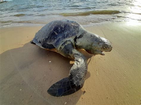 Tartaruga marinha é encontrada morta em praia de Olinda Pernambuco G1