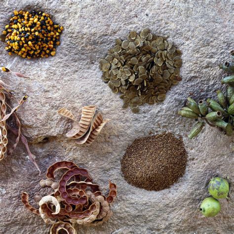 Traditional Aboriginal Food | Warndu