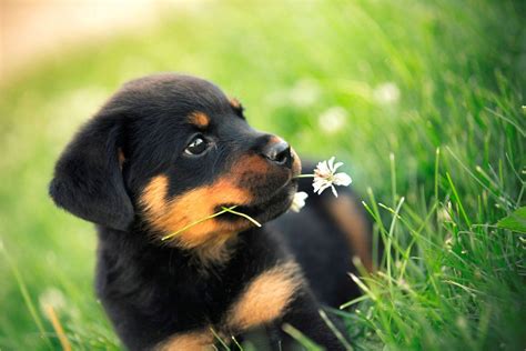 Rottweiler Puppies Wallpapers - Top Free Rottweiler Puppies Backgrounds - WallpaperAccess