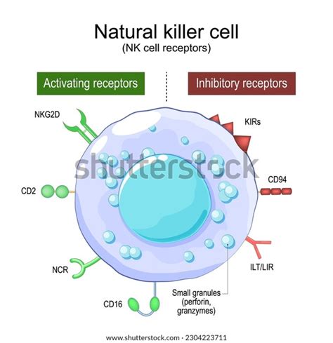 Large Granular Lymphocyte Images Stock Photos Vectors Shutterstock