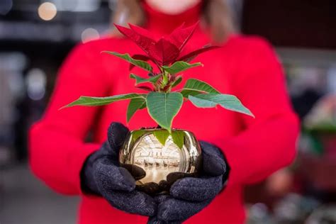 Comment Faire Refleurir Un Poinsettia Nos Astuces Pour Donner Une