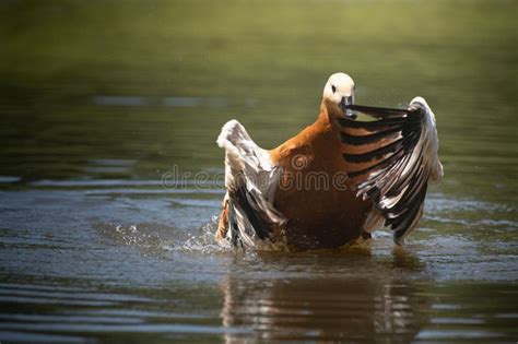 Close Up Of A Duck Splashing In The Water With Its Wings Spread Wide In