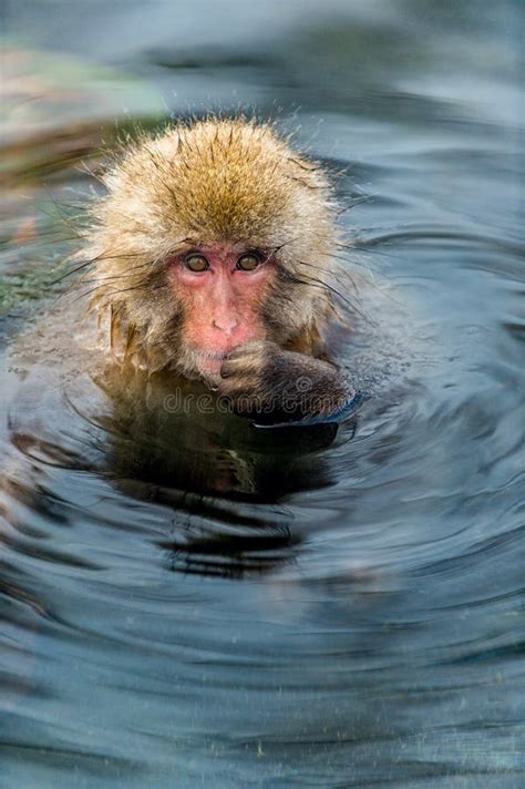 Macaque Japon Foto De Stock Imagem De Fauna Primata