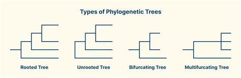 Phylogenetic Trees: Your Guide to Evolutionary Visual Diagrams | Creately