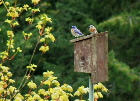 The Flycatcher: Western Bluebirds nest-building