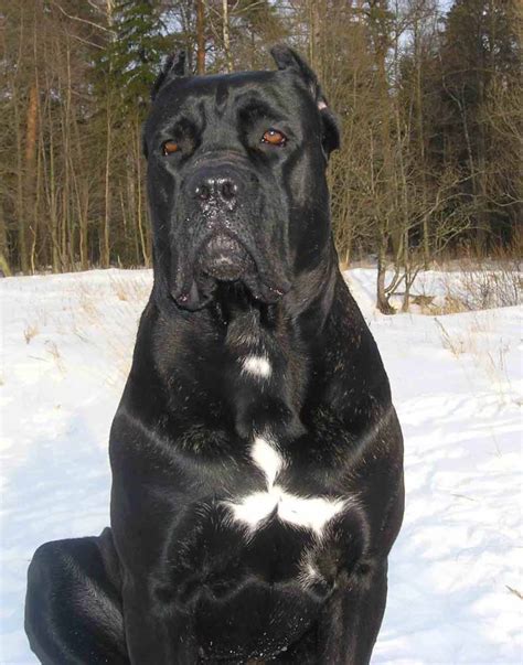 Персональный сайт - Кане Корсо