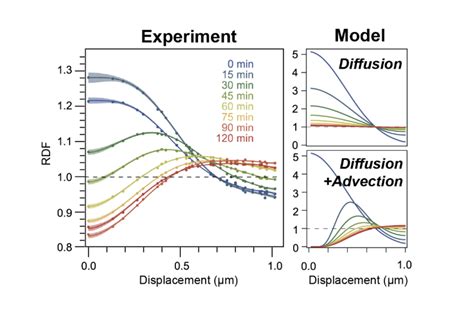 Viscoelastic RNA entanglement and advective flow underlie nucleolar ... 