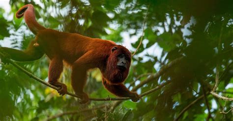 Tambopata Jungle Excursion Days Kayak Monkey Island Getyourguide