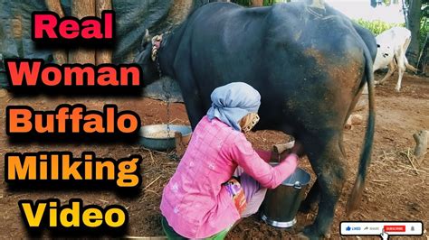 Real Woman Buffalo Milking Video Village Style Milking By Hend With