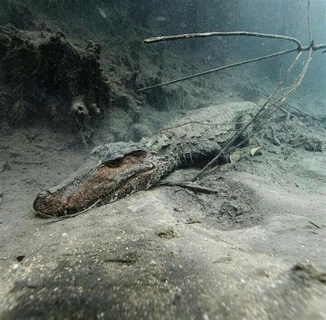 🔥 Crocodile underwater : r/NatureIsFuckingLit