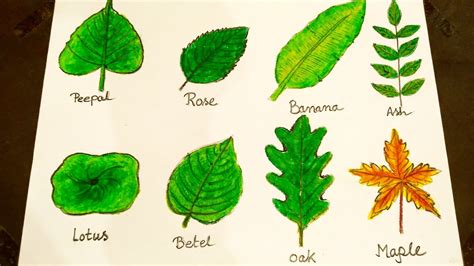 How To Draw Different Types Of Leaves Ll Youtube