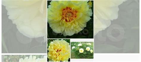 Ито пион Бартзелла купить в Москве | Товары для дома и дачи | Авито