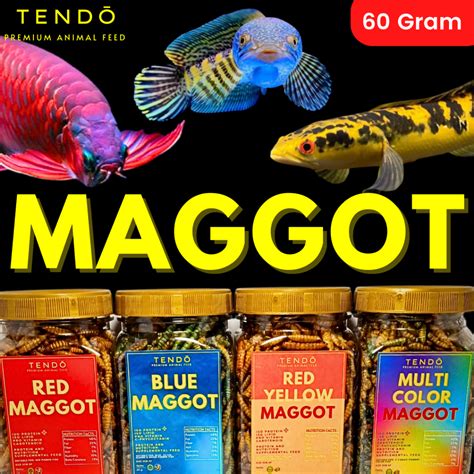 Jual Maggot Kering Pakan Makanan Ikan Arwana Channa Cana Super Red Maru