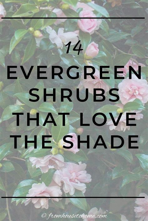 Evergreen Shrubs For Shade That Look Good All Year Gardening From