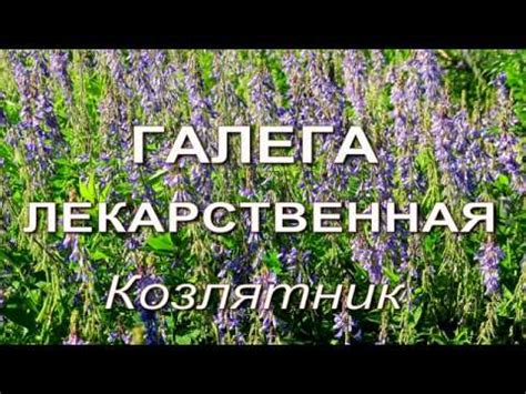 Помощь при диабете - Галега лекарственная или Козлятник - YouTube