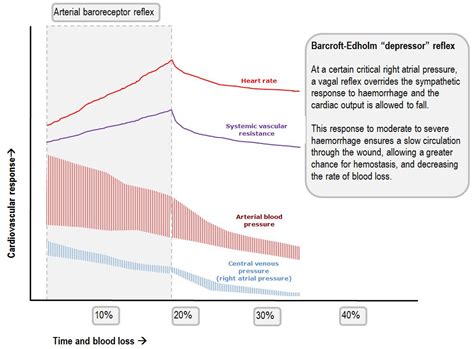 Response To Haemorrhage The Loss Of 1l Of Blood Deranged Physiology