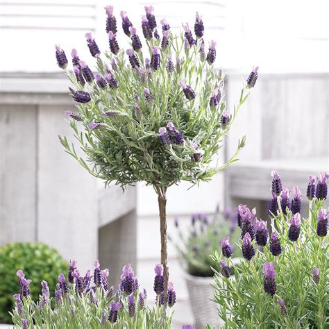 How Big Does A Lavender Tree Get – de.mxzim.com