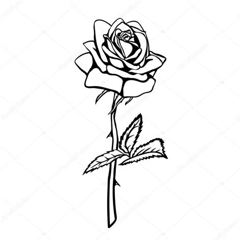 Arriba 99 Foto Imagenes De Una Rosa Para Dibujar Lleno