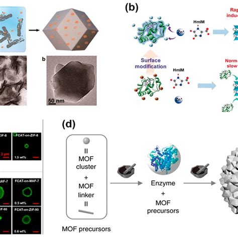 PDF MetalOrganic Frameworks For Enzyme Immobilization Beyond Host