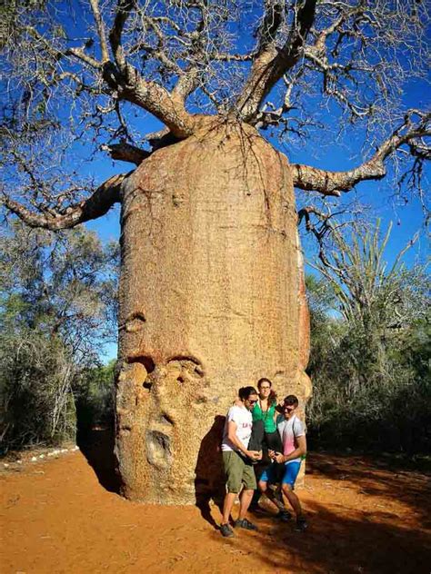 Top Que Hacer En Madagascar A Tomar Por Mundo