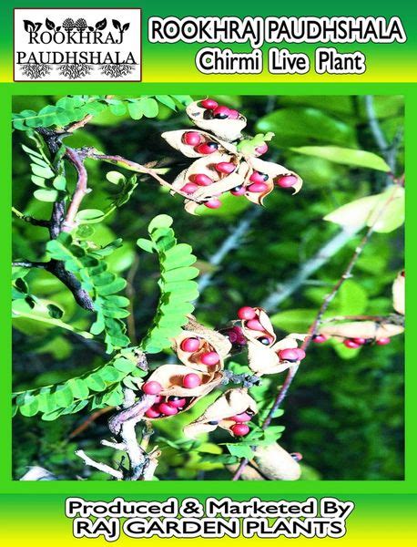 Chirmi Seeds Plant Discounts Clearance Brunofuga Adv Br