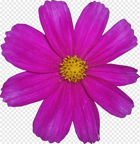 Gratis Pink Flower Purple Herbaceous Plant Violet Png Pngwing