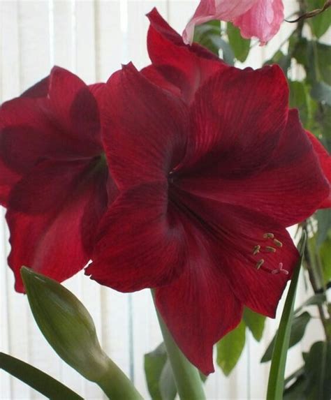 Stunning Amaryllis Varieties To Plant Right Now Artofit