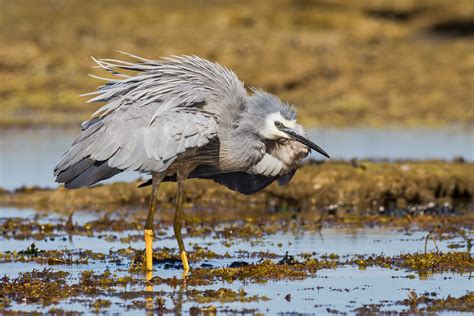 Bird – White-faced Heron – Barwon Bluff