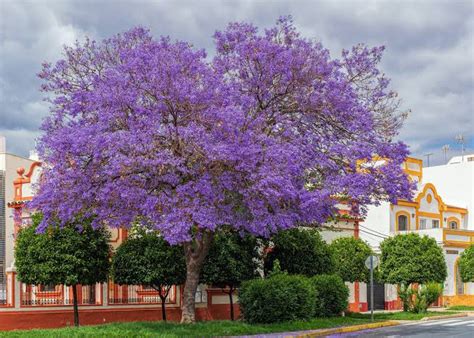 Árboles para plantar en la banqueta en México Dier mx