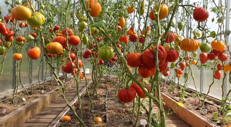 Ошибки при выращивании рассады помидоров для РАННЕГО урожая. | Зеленый ...