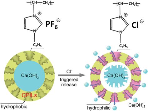 Schematic Illustration Of The Release Process Of Ca OH 2 From The