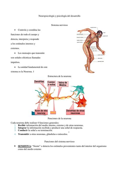 Solution Sistema Nervioso Studypool