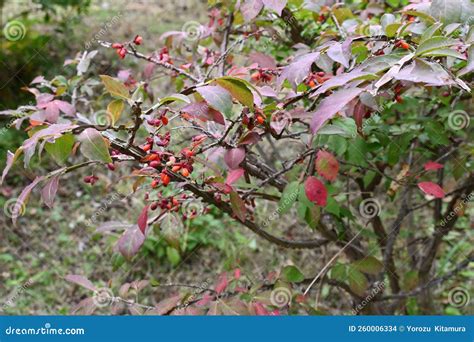 euonymus winged spindle tree berries  autumn leaves stock photo