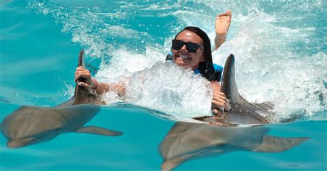 Punta Cana Dolphin Discovery Swims And Encounters Getyourguide