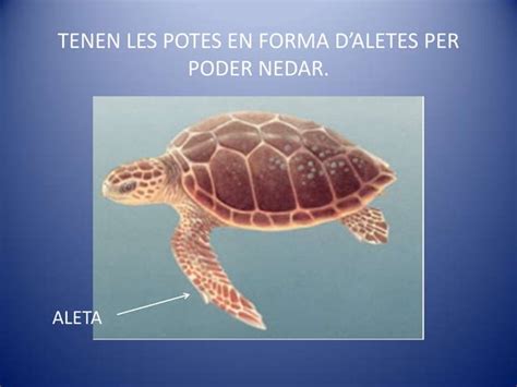 Les Tortugues Marines Ppt