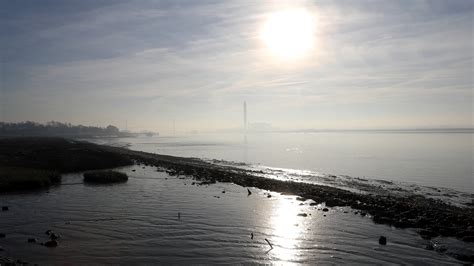 Fish near River Thames have ingested plastic, study reveals