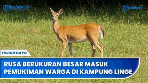 Rusa Berukuran Besar Masuk Pemukiman Warga Di Kampung Linge Aceh