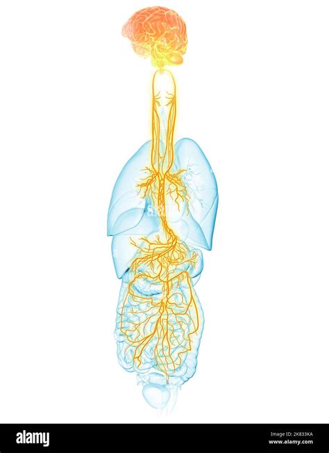 3D Illustration Showing Active Brain And Energetic Vagus Nerve Tenth